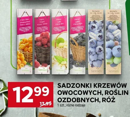 Sadzonki krzewów owocowych, roślin ozdobnych, róż różne rodzaje promocja w Stokrotka