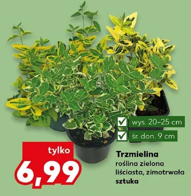 Trzmielina roślina zielona liściasta zimotrwała promocja w Kaufland