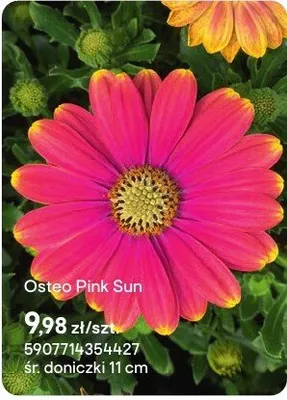 Osteo Pink Sun promocja w Castorama