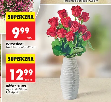 Róża 11-pak promocja w Biedronka