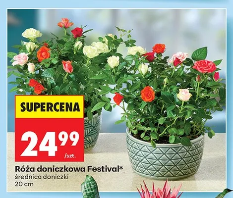Róża doniczkowa Festival promocja w Biedronka