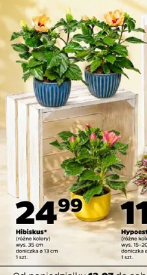 Hibiskus promocja w Netto