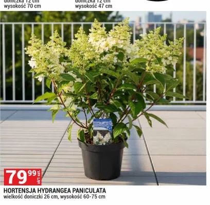Hortensja Hydrangea Paniculata promocja w Merkury Market