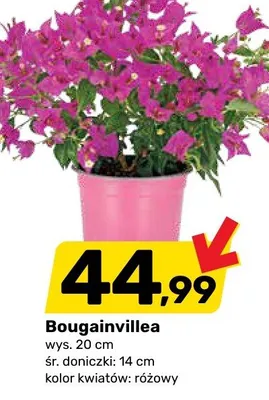 Gazetka, strona 11 promocja w Bricomarche