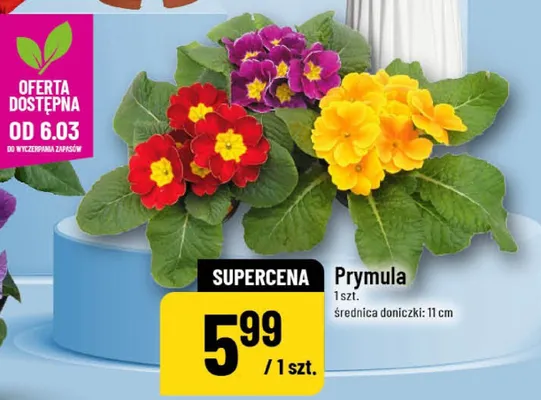 Prymula promocja w POLOmarket