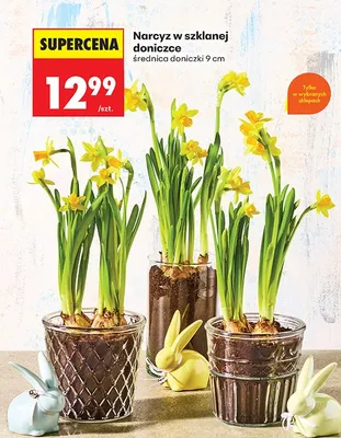 Narcyz w szklanej doniczce promocja w Biedronka