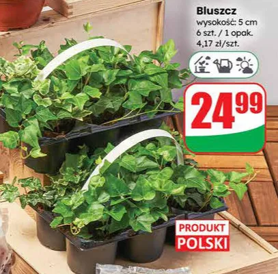Bluszcz 6 szt. / 1 opak. promocja w Dino