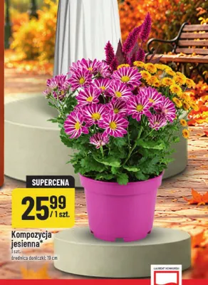 Kompozycja jesienna średnica doniczki 19 cm promocja w POLOmarket