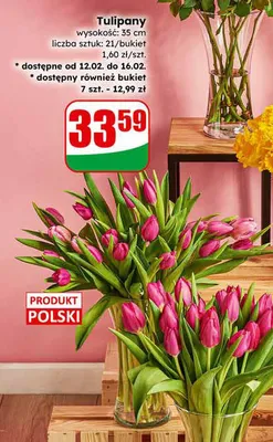 Tulipany promocja w Dino