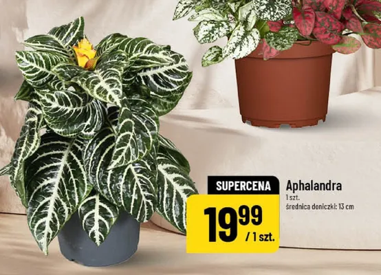 Aphalandra promocja w POLOmarket