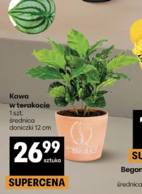 Kawa w terakocie promocja w Delikatesy Centrum