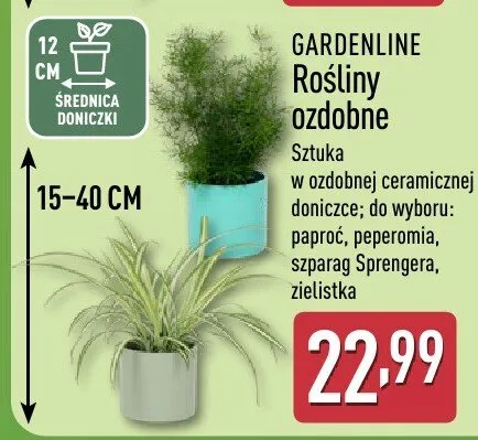 Rośliny ozdobne  promocja w Aldi