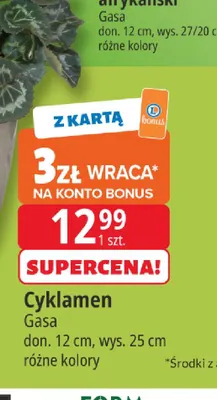 Cyklamen Gasa promocja w Leclerc