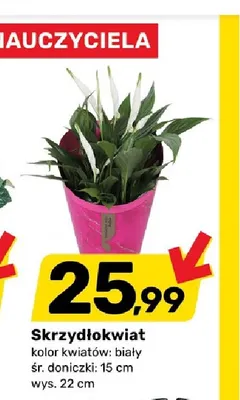 Skrzydłokwiat promocja w Bricomarche