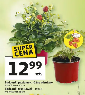 Sadzonki poziomek, różne odmiany promocja w Auchan