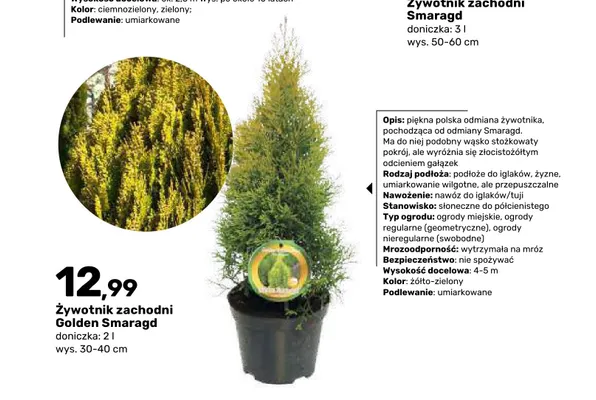 Żywotnik zachodni Golden Smaragd doniczka 2 l promocja w Bricomarche