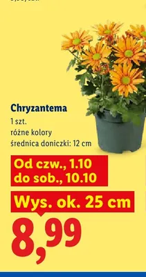 Chryzantema promocja w Lidl
