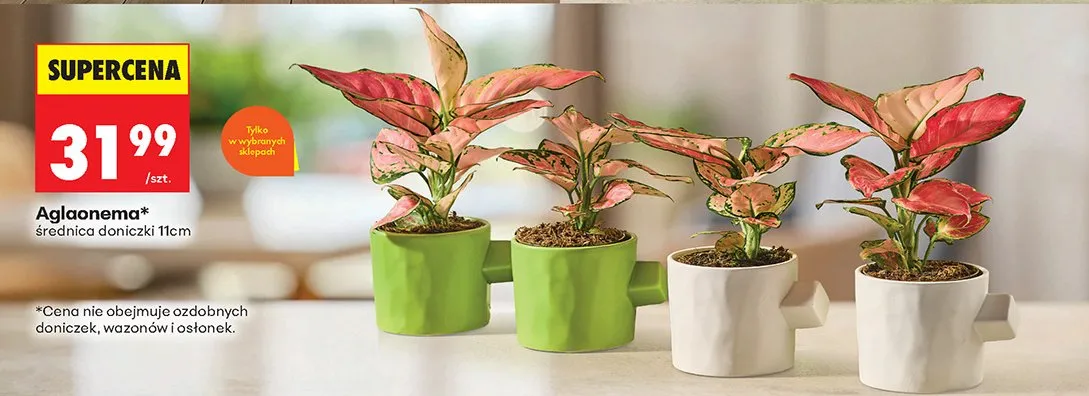Aglaonema w doniczcce promocja w Biedronka