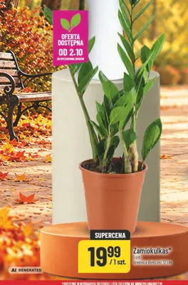 Zamiokulkas promocja w POLOmarket