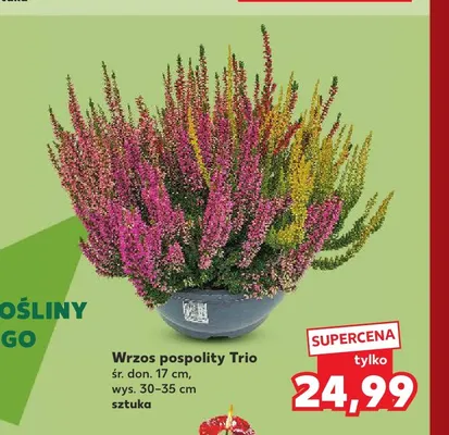 Wrzos pospolity Trio promocja w Kaufland