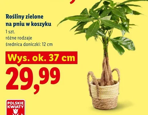 Rośliny zielone na pniu w koszyku promocja w Lidl