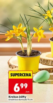Krokus żółty średnica doniczki 9 cm promocja w Biedronka
