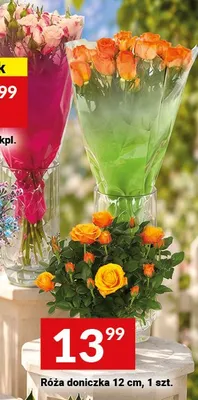 Róża doniczkowa 12 cm promocja w Twój Market