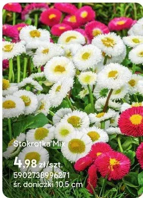 Stokrotka Mix promocja w Castorama