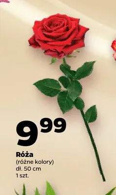 Róża promocja w Netto