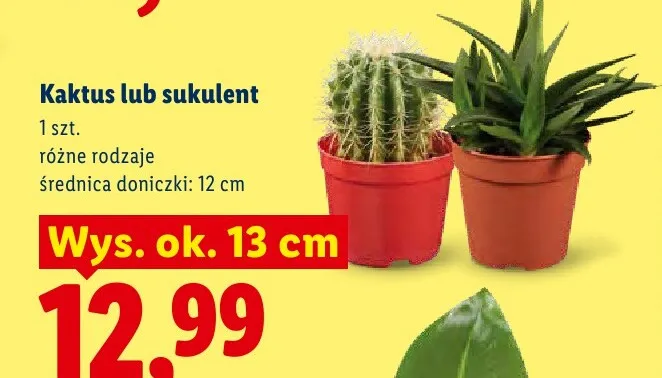 Sukulent promocja w Lidl