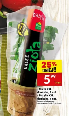 Mięta XXL doniczka promocja w Twój Market