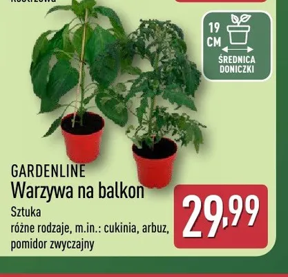 Warzywa na balkon GARDENLINE promocja w Aldi