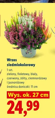 Wrzos siedmiokolorowy promocja w Lidl
