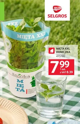 Mięta XXL doniczka promocja w Selgros