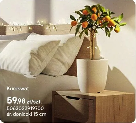 Kumkwat promocja w Castorama