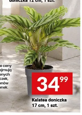 Kalatea doniczka 17cm promocja w Twój Market