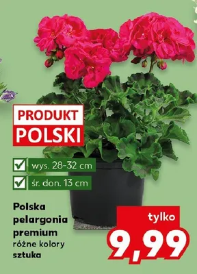 Polska pelargonia premium różne kolory promocja w Kaufland