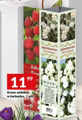 Krzew ozdobny w kartoniku Jaśminowiec promocja w Twój Market