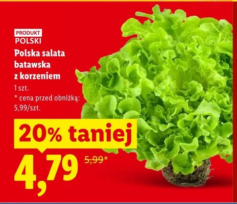 Sałata batawska z korzeniem polska promocja w Lidl
