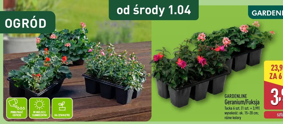 Geranium/Fuksja promocja w Aldi