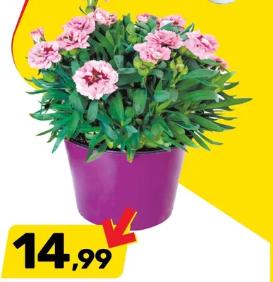 Goździk promocja w Bricomarche