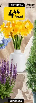 Żonkile promocja w POLOmarket