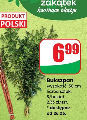Bukszpan wysokość: 30 cm promocja w Dino