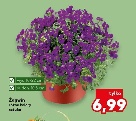Żagwin różne kolory promocja w Kaufland