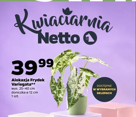 Alokazja Frydek Variegata promocja w Netto