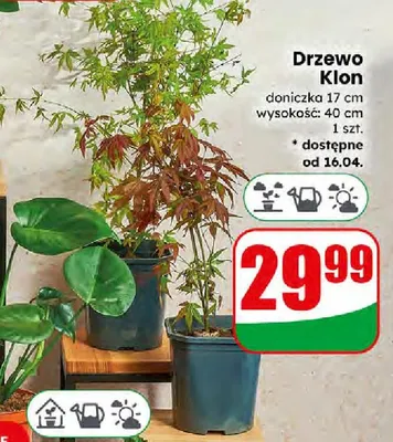 Drzewo Klon Dino promocja w Dino