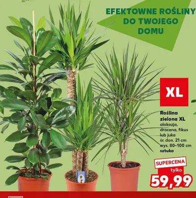 Roślina zielona Xl fikus promocja w Kaufland