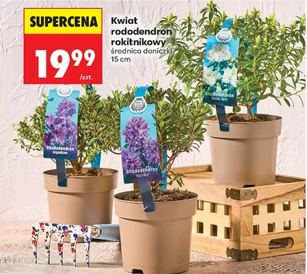 Kwiat rododendron rokitnikowy średnica doniczki 15 cm promocja w Biedronka