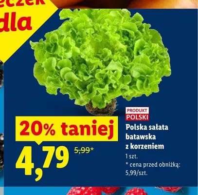 Sałata batawska z korzeniem polska promocja w Lidl