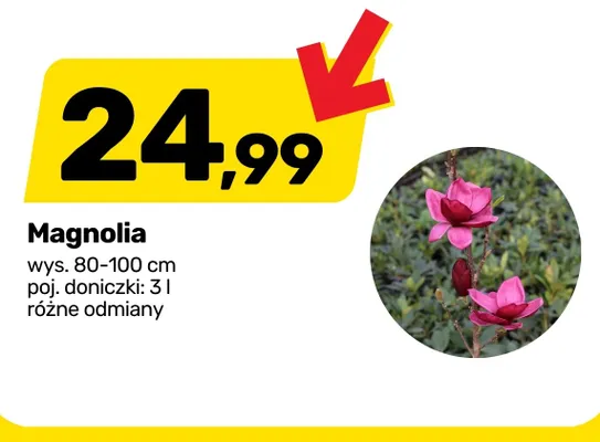 Magnolia promocja w Bricomarche
